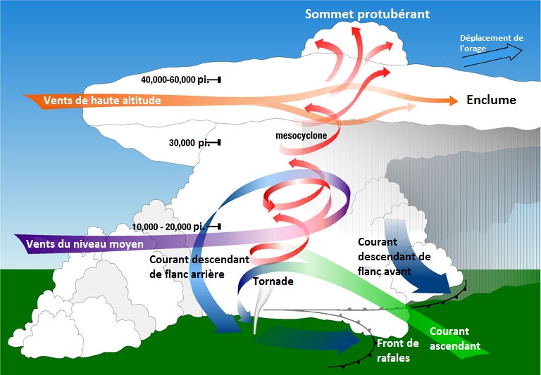 Schematic diagram of a tornadic supercell showing updrafts and downdrafts